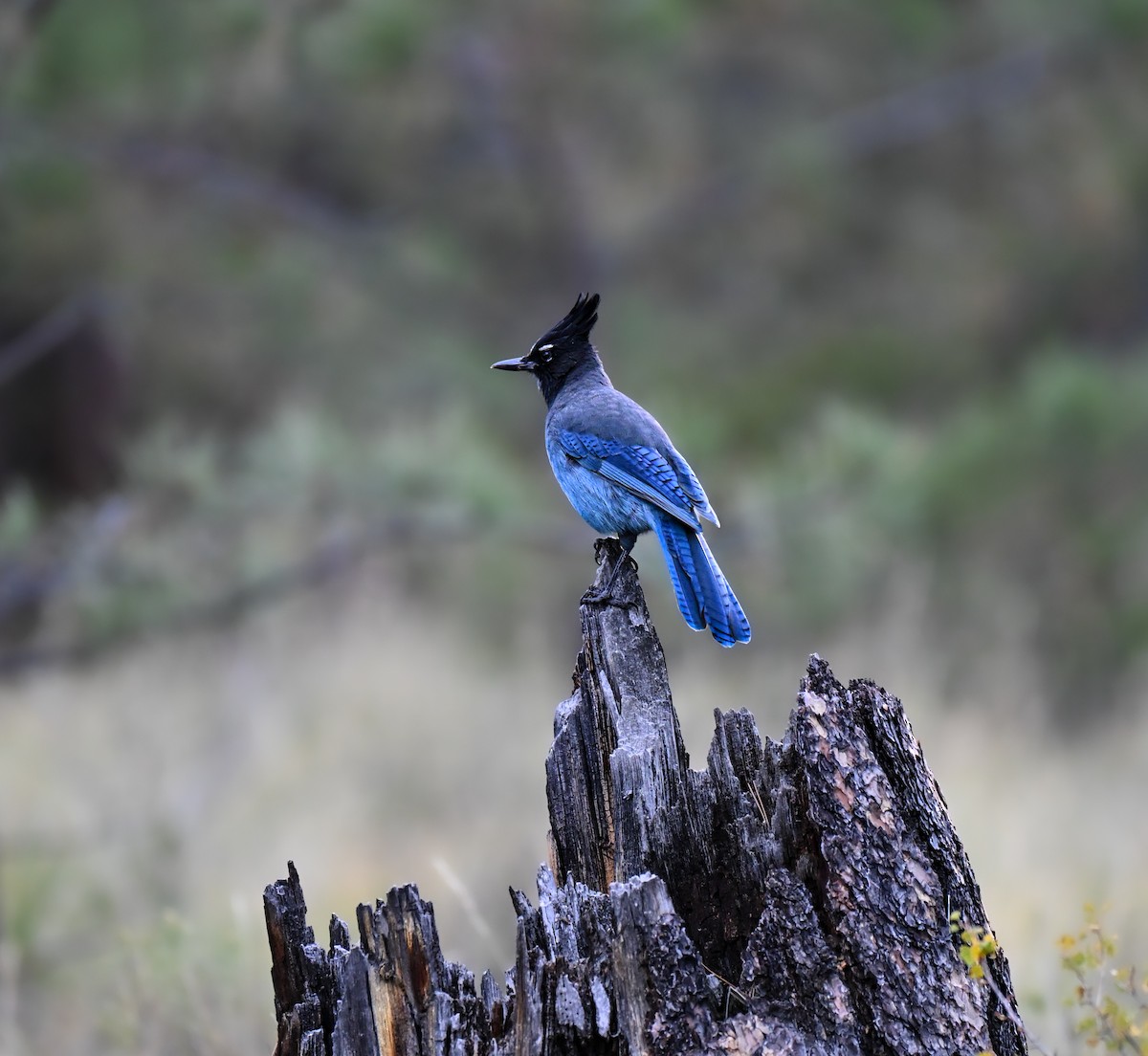 Steller's Jay (Southwest Interior) - ML643295151