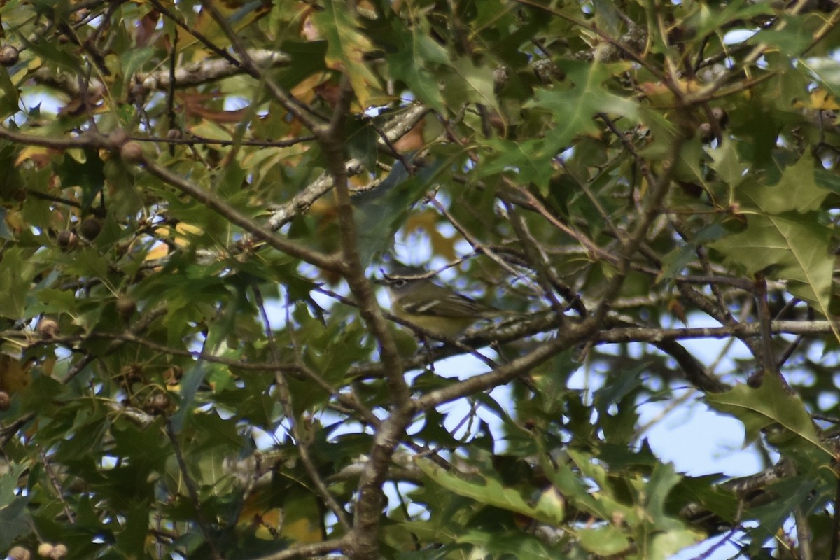Blue-headed Vireo - ML643295154