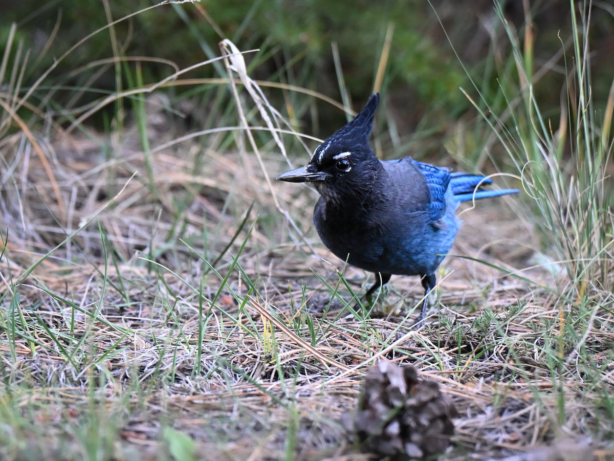 Steller's Jay (Southwest Interior) - ML643295155