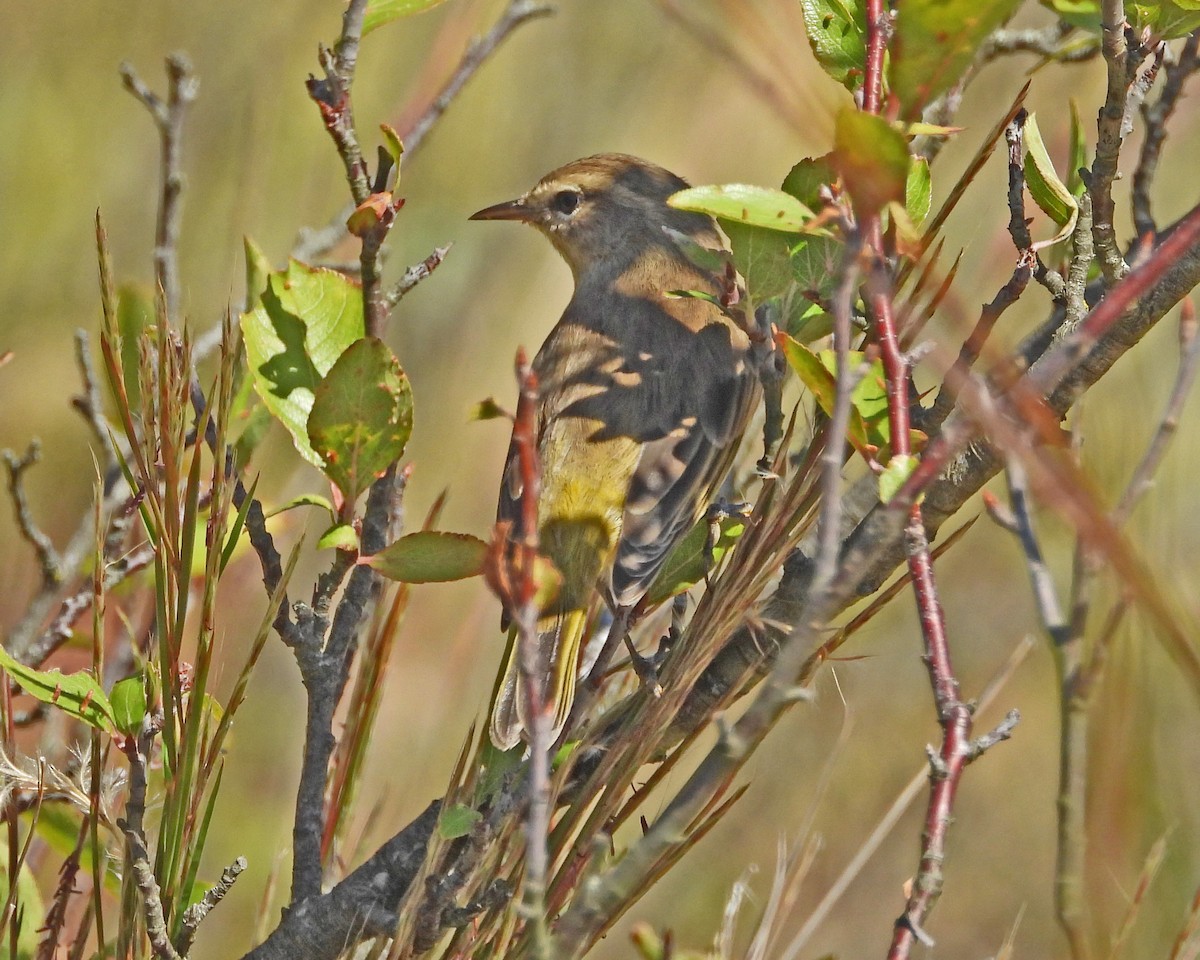Palm Warbler - ML643295161
