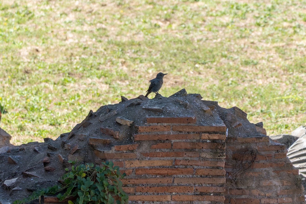 藍磯鶇 - ML643295163