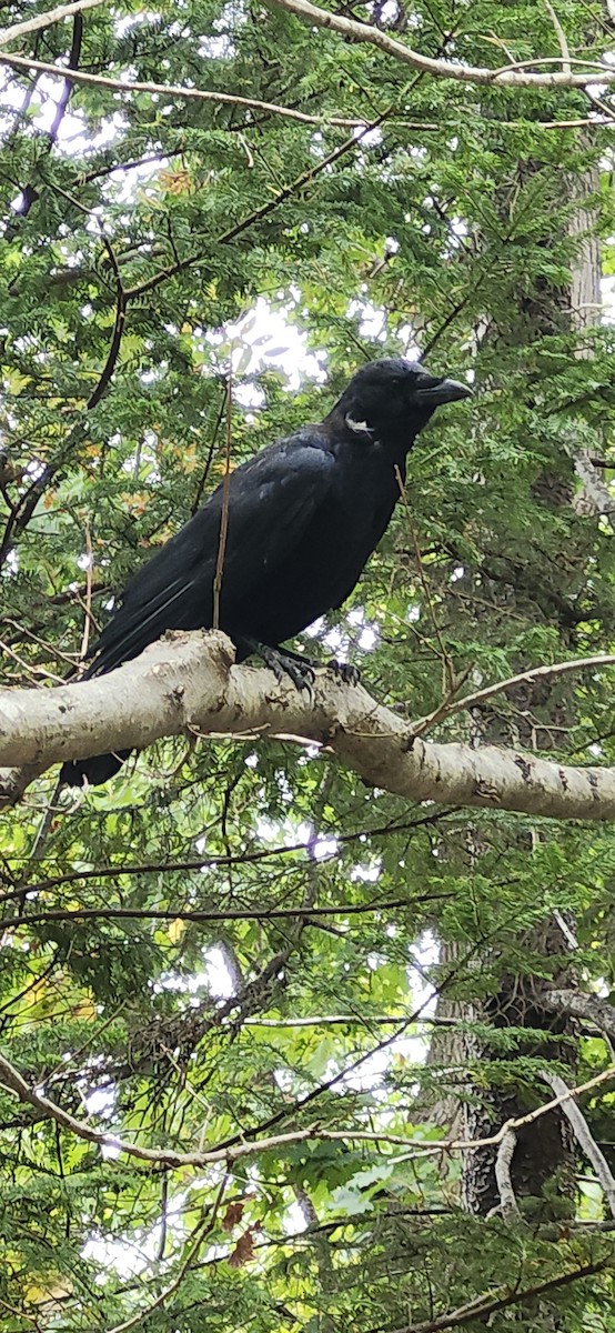 American Crow - ML643295165