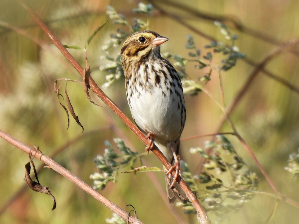 Savannah Sparrow - ML643295168