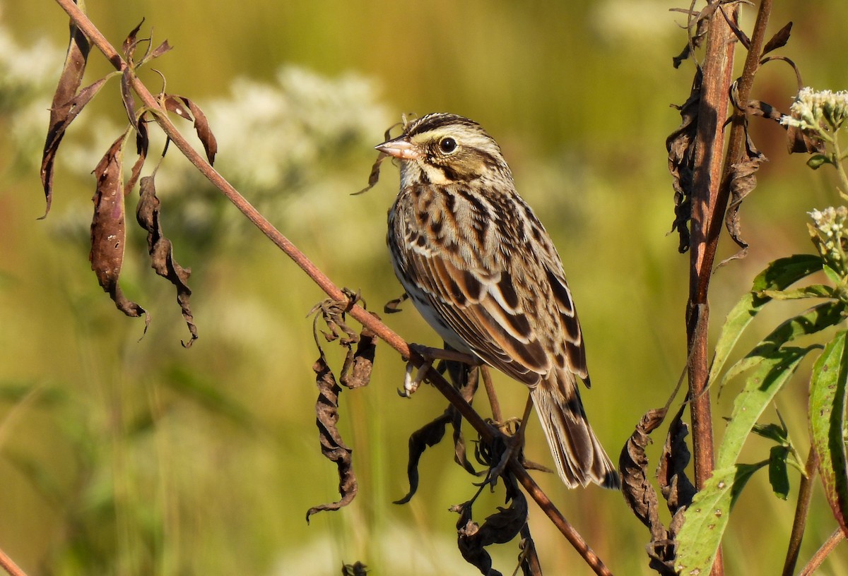 Savannah Sparrow - ML643295169
