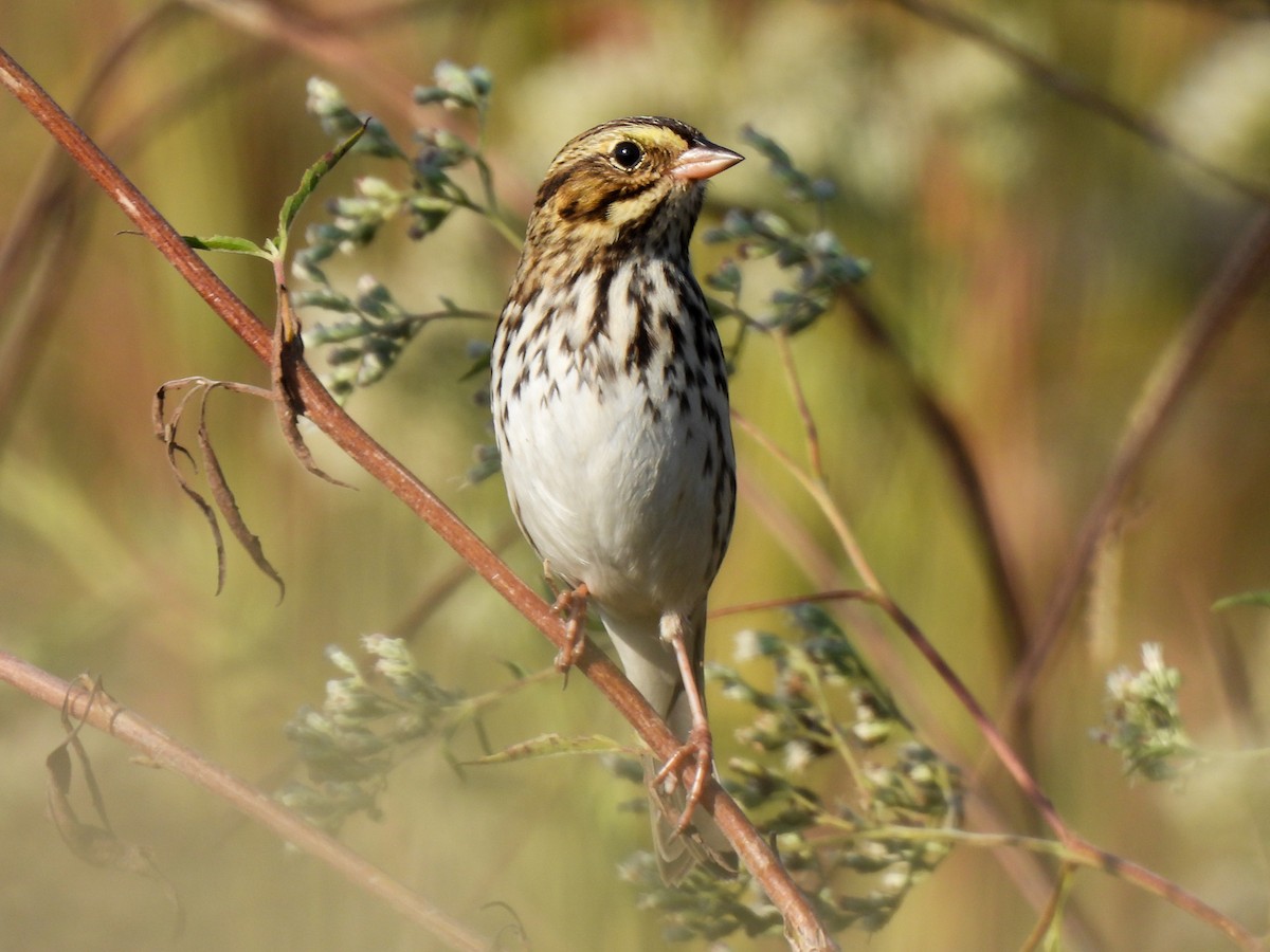 Savannah Sparrow - ML643295170