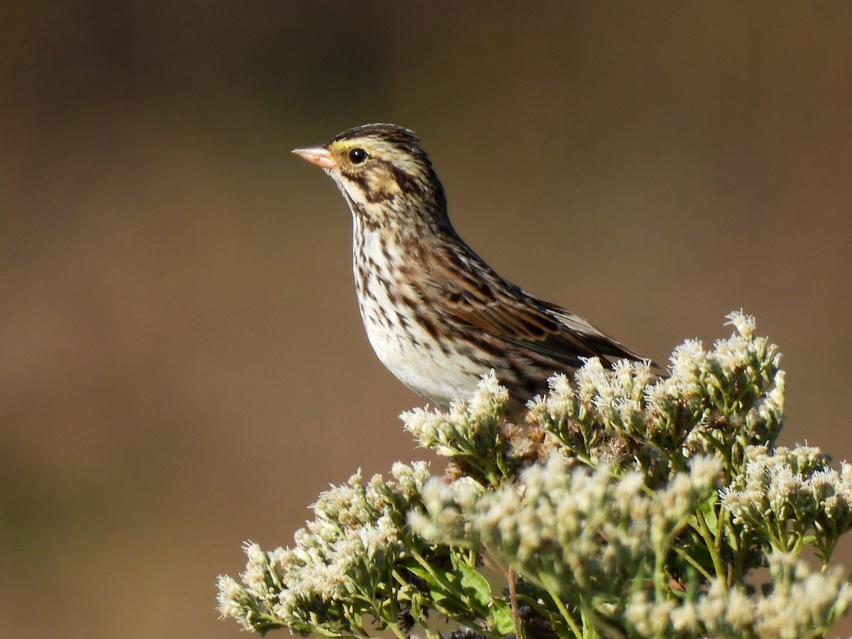 Savannah Sparrow - ML643295171