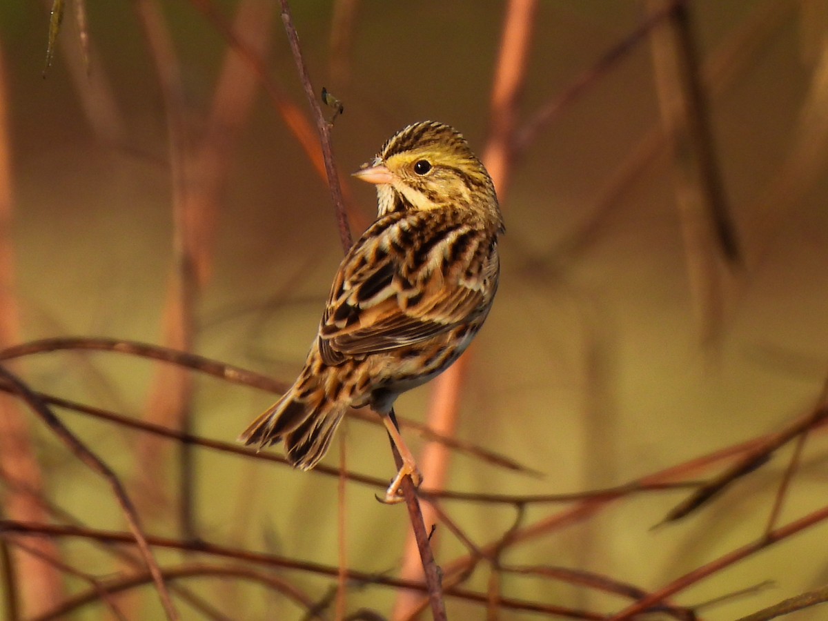 Savannah Sparrow - ML643295179
