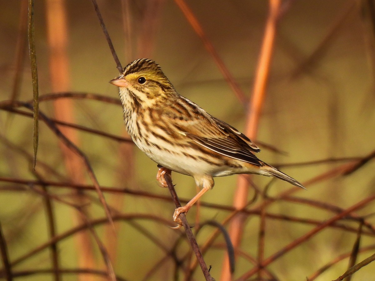 Savannah Sparrow - ML643295180