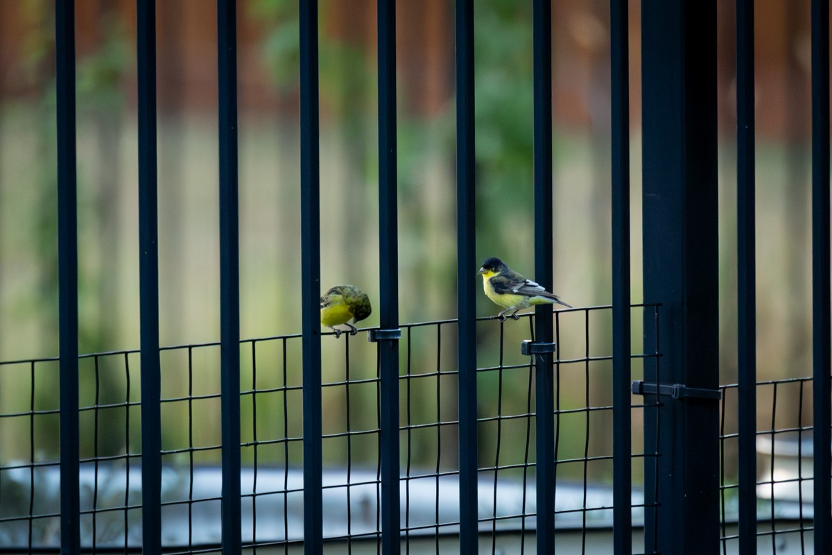 Lesser Goldfinch - ML643295182