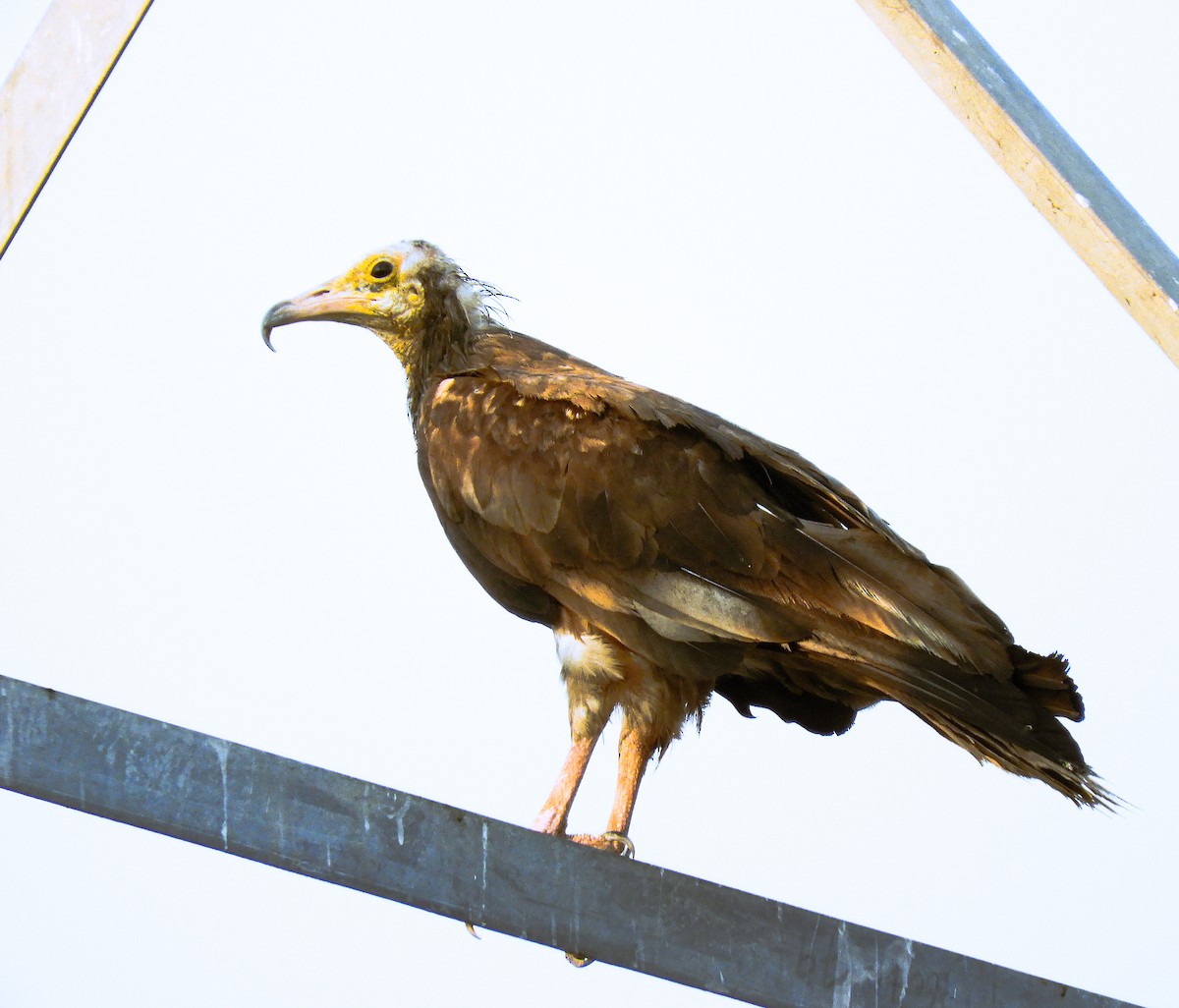 Egyptian Vulture - ML643295183