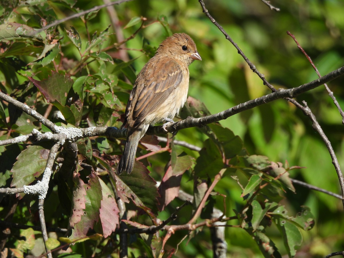 Indigo Bunting - ML643295198
