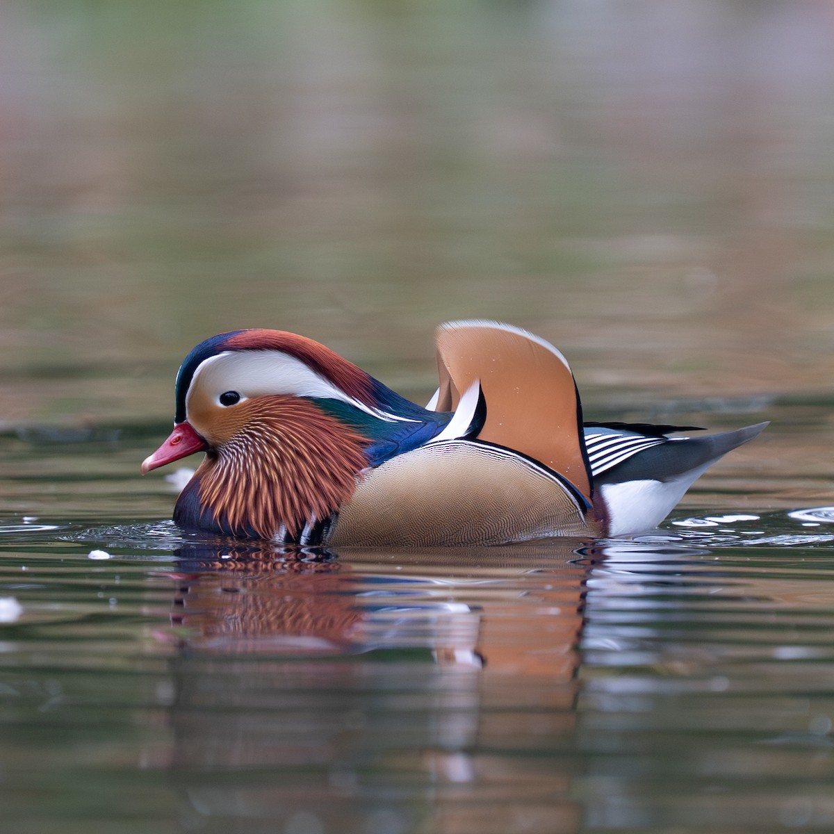 Mandarin Duck - ML643295199