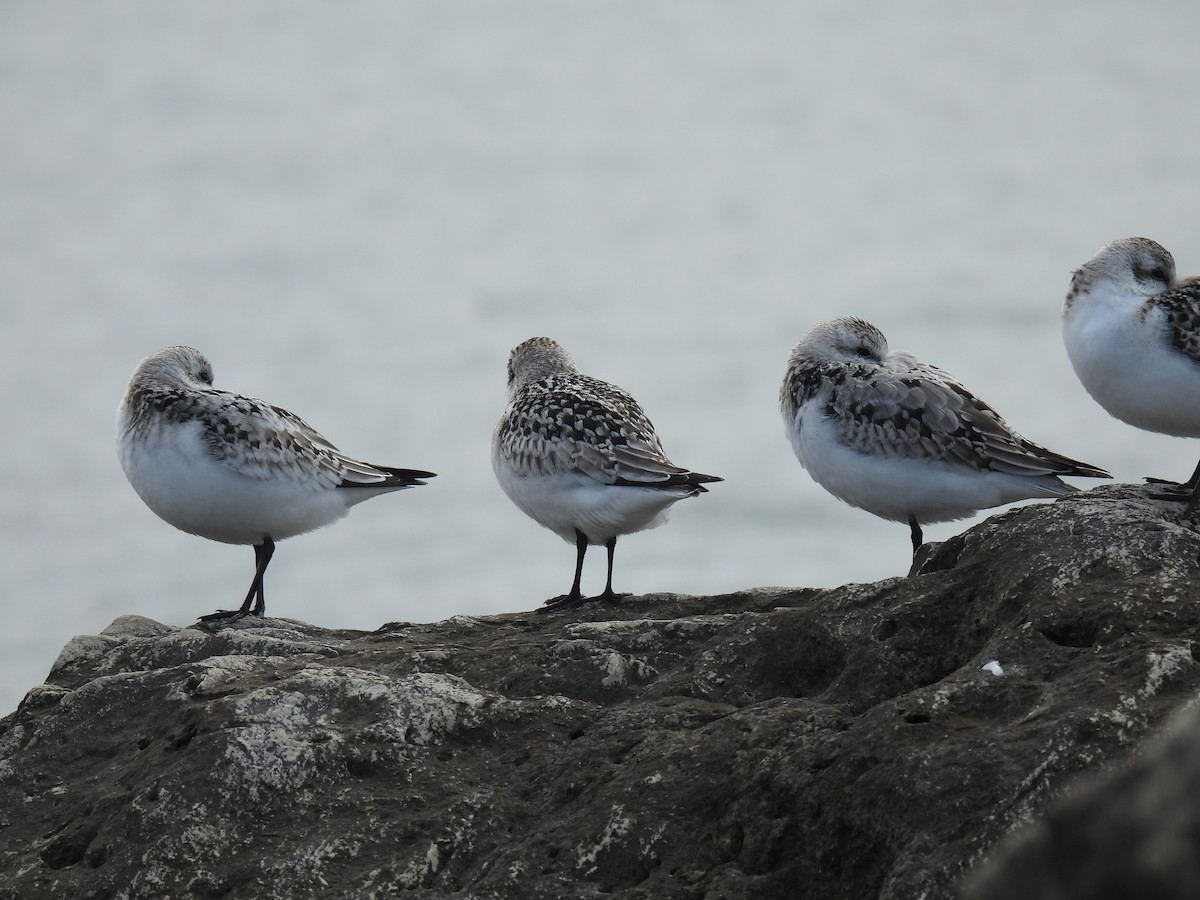 Sanderling - ML643295219