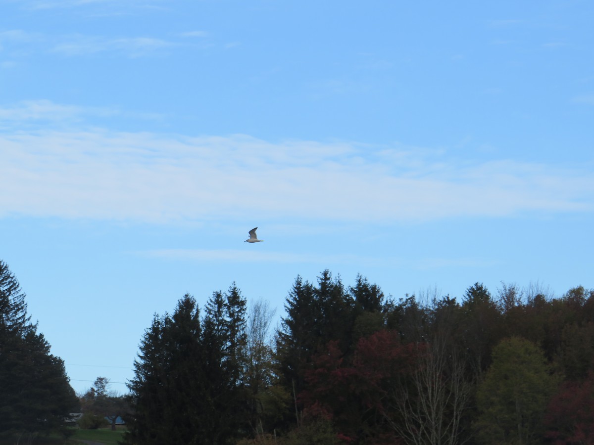 Ring-billed Gull - ML643295220