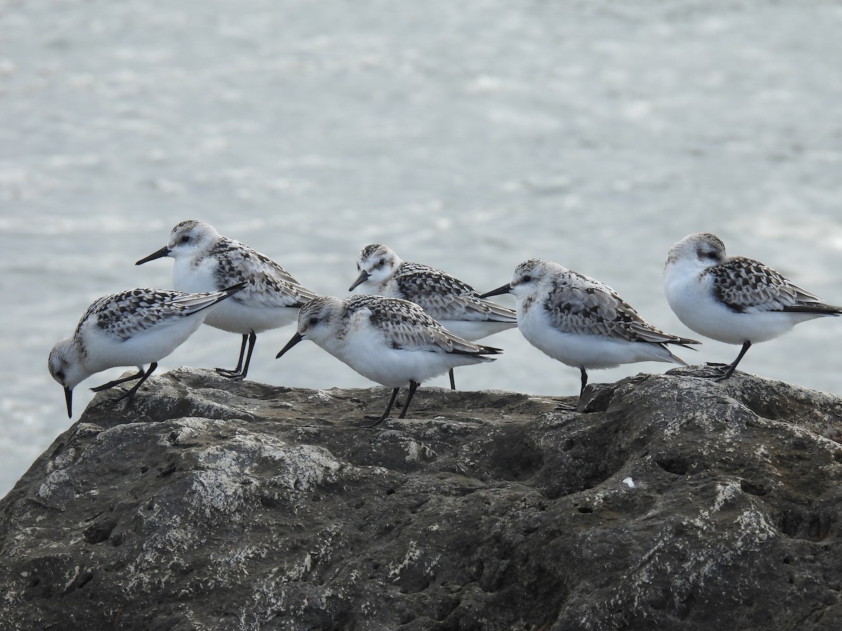 Sanderling - ML643295222