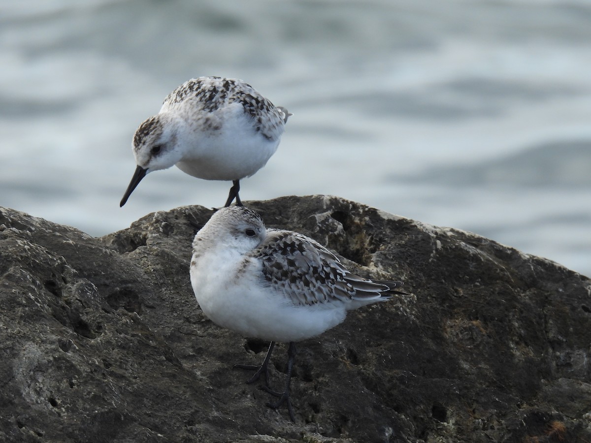 Sanderling - ML643295223