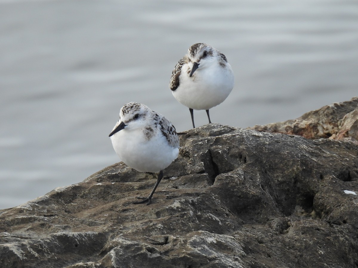 Sanderling - ML643295224