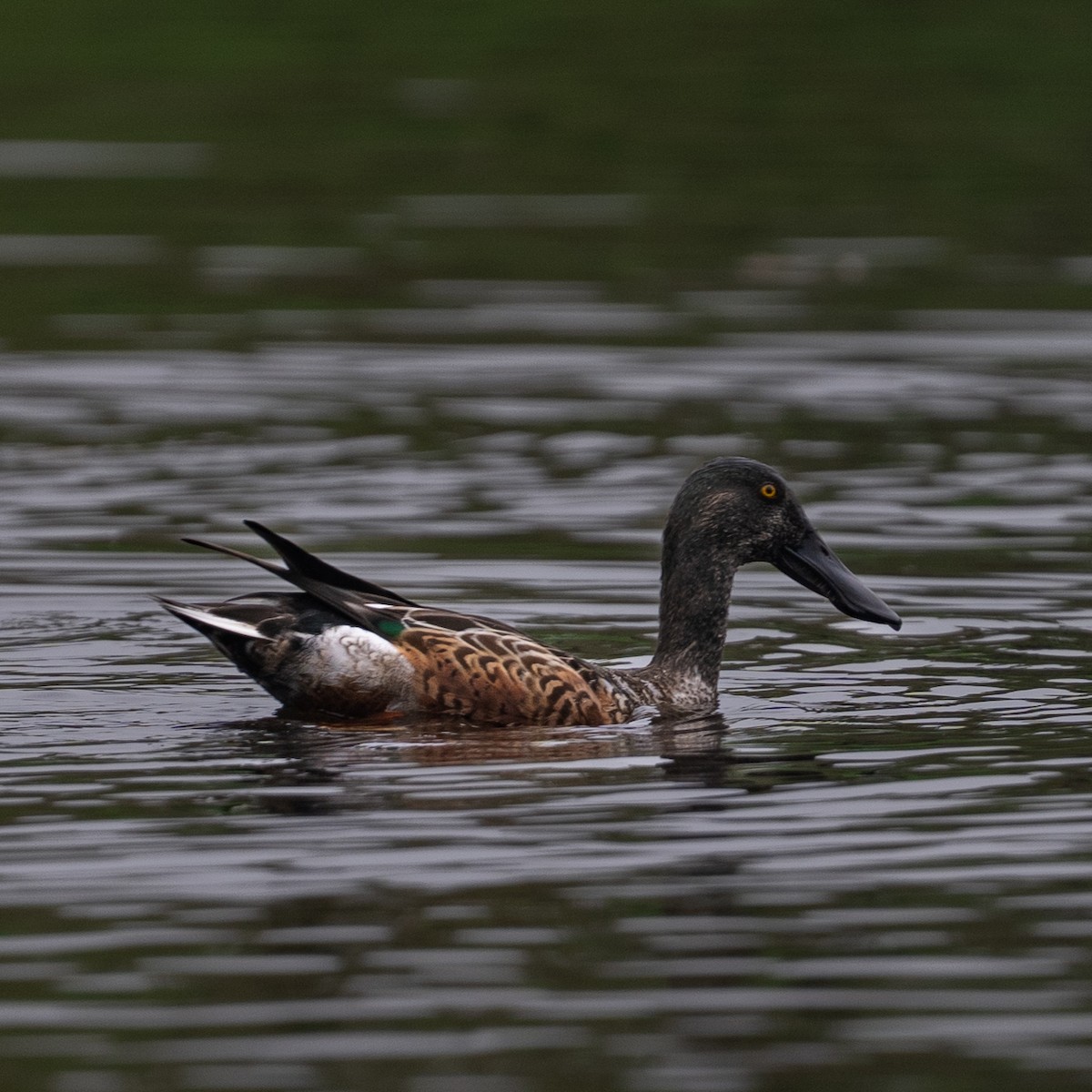 Northern Shoveler - ML643295228