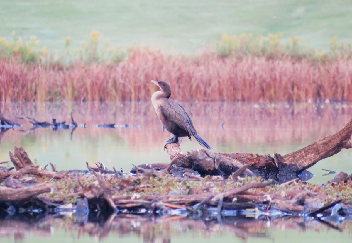 Double-crested Cormorant - ML643295233