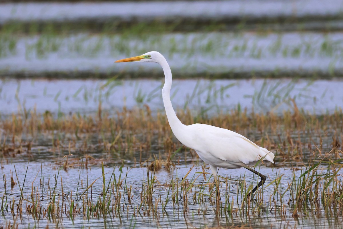 Great Egret - ML643295234