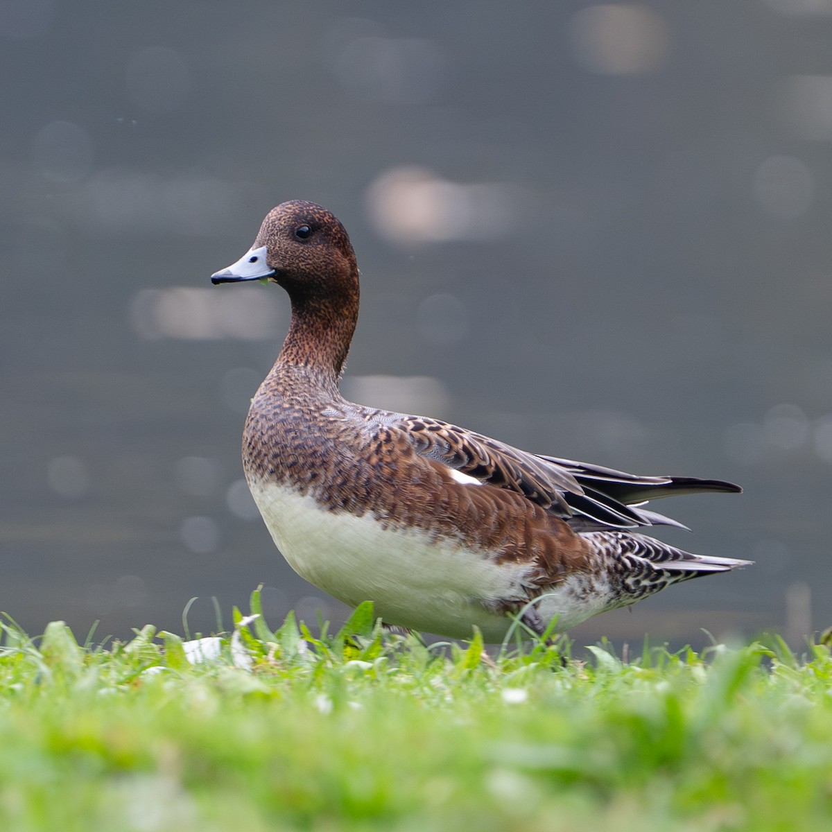Eurasian Wigeon - ML643295236