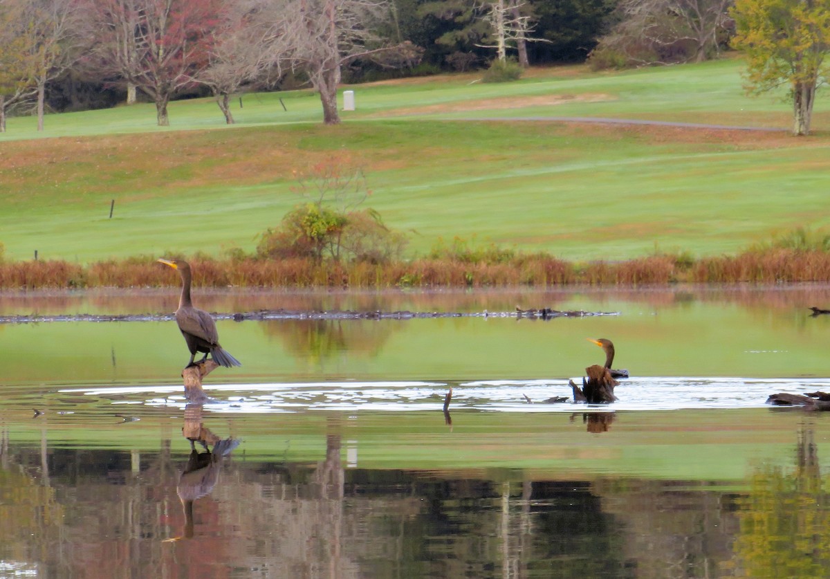 Double-crested Cormorant - ML643295237
