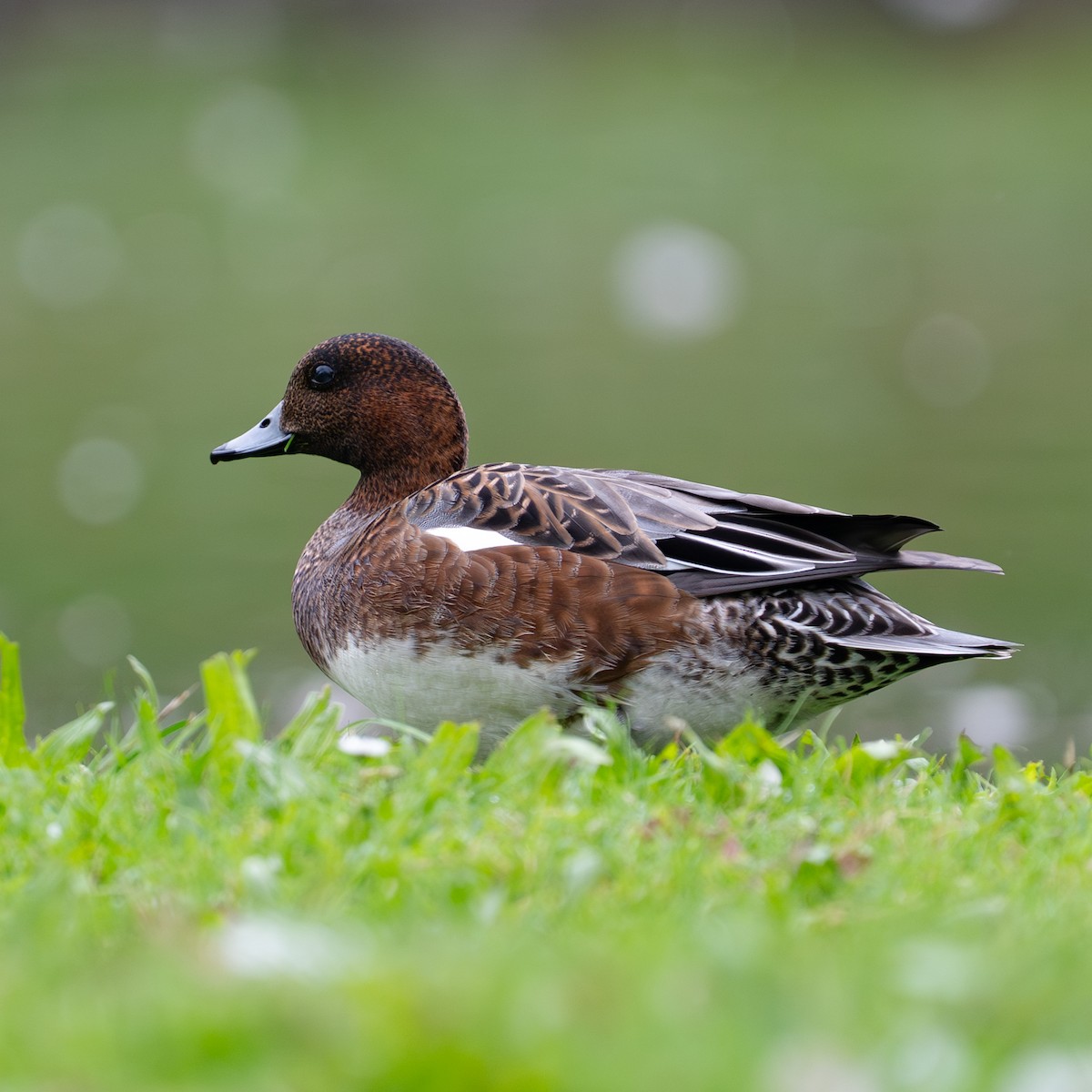 Eurasian Wigeon - ML643295238