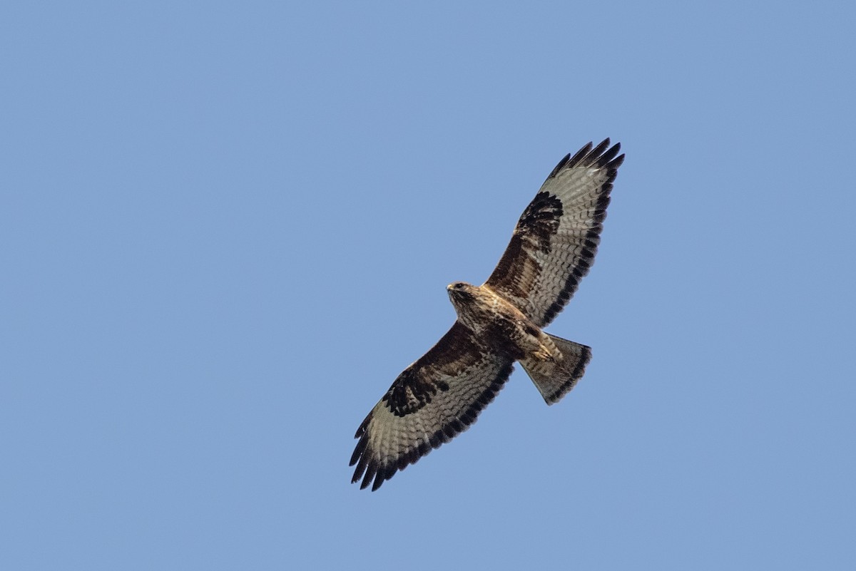 Common Buzzard - ML643295240