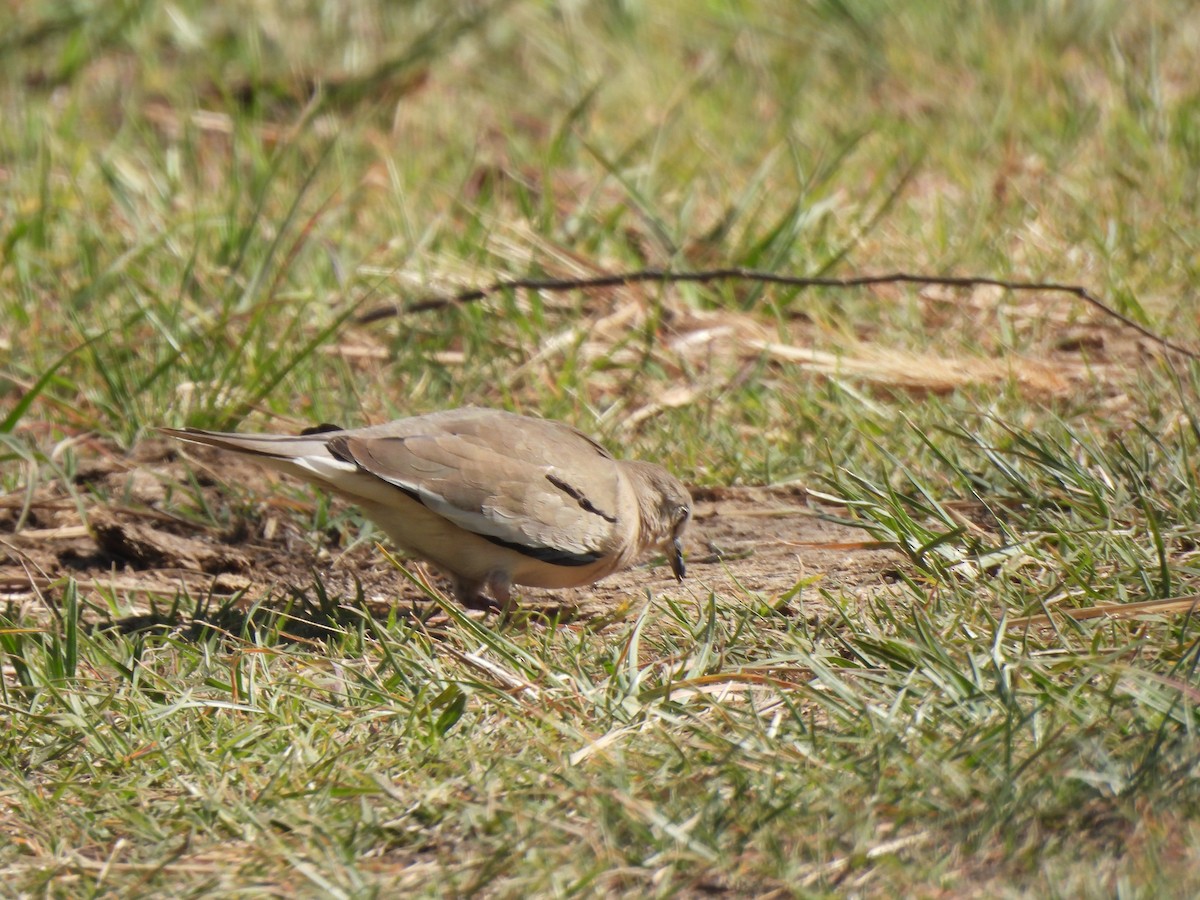 Picui Ground Dove - ML643295241