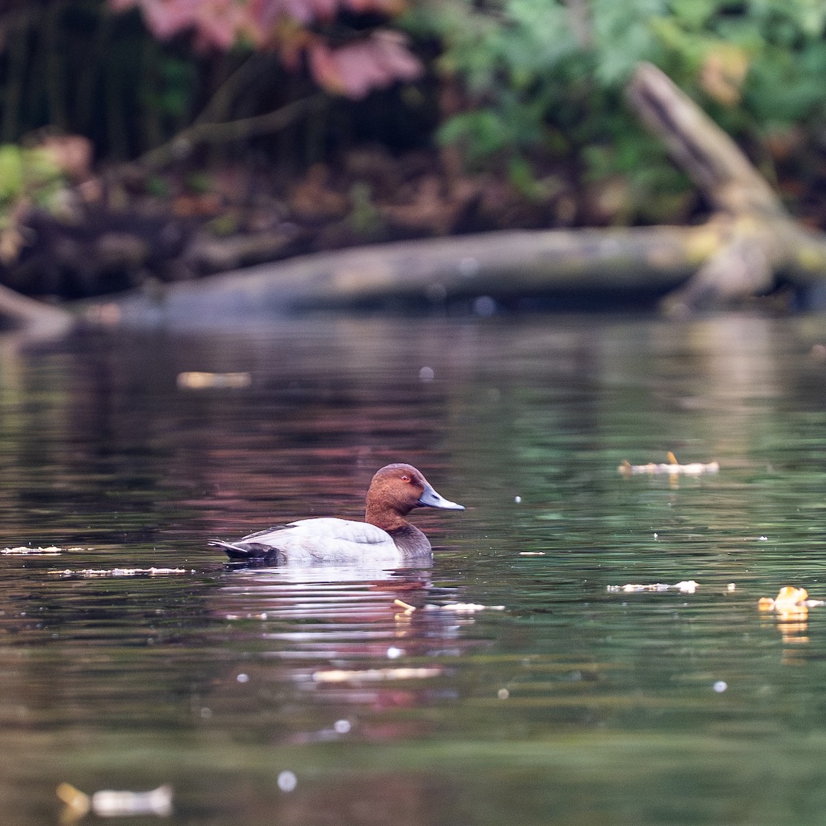 Common Pochard - ML643295242
