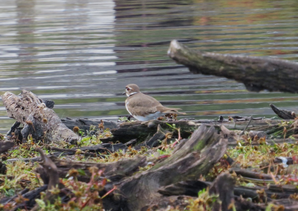 Killdeer - ML643295243