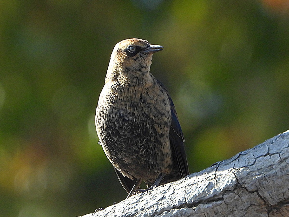 Rusty Blackbird - ML643295245