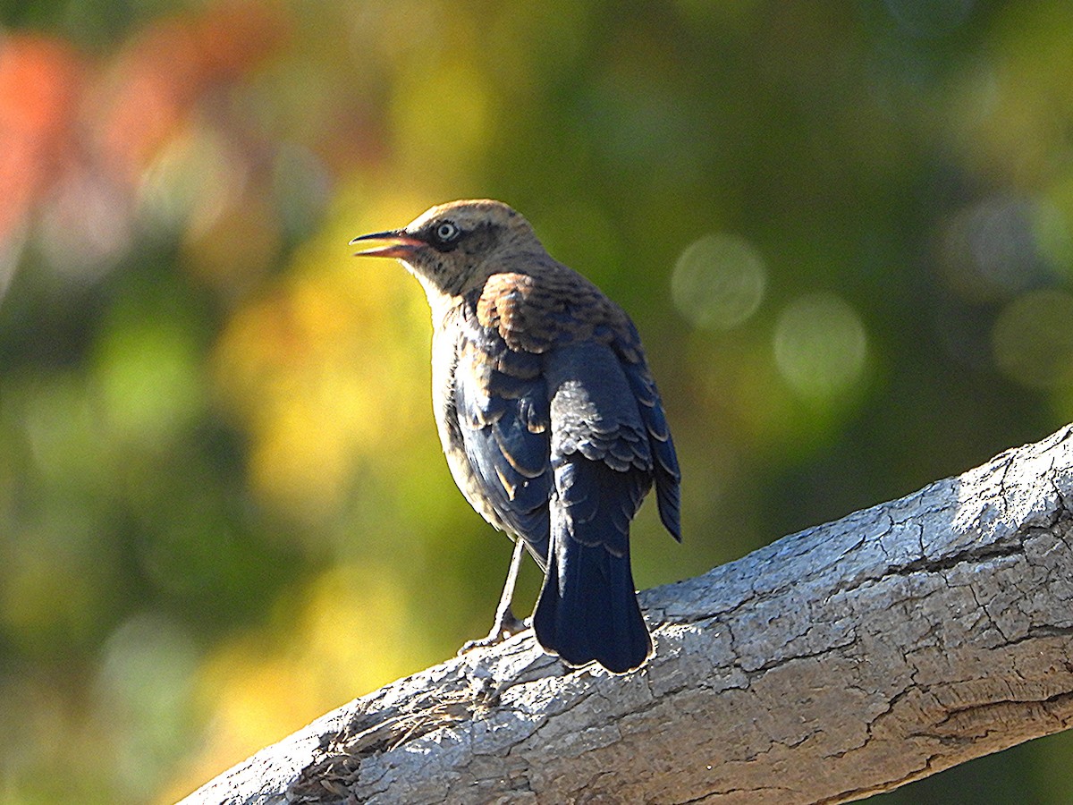 Rusty Blackbird - ML643295246