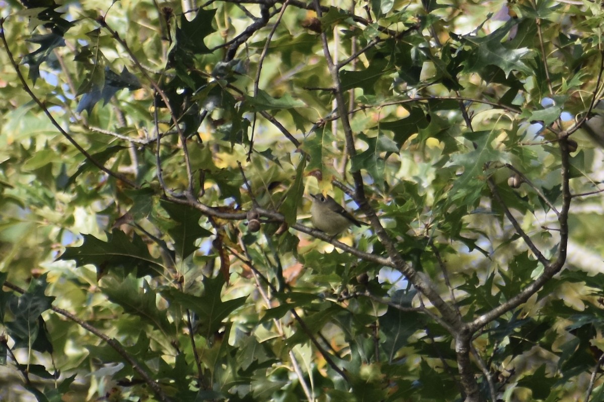Ruby-crowned Kinglet - ML643295247