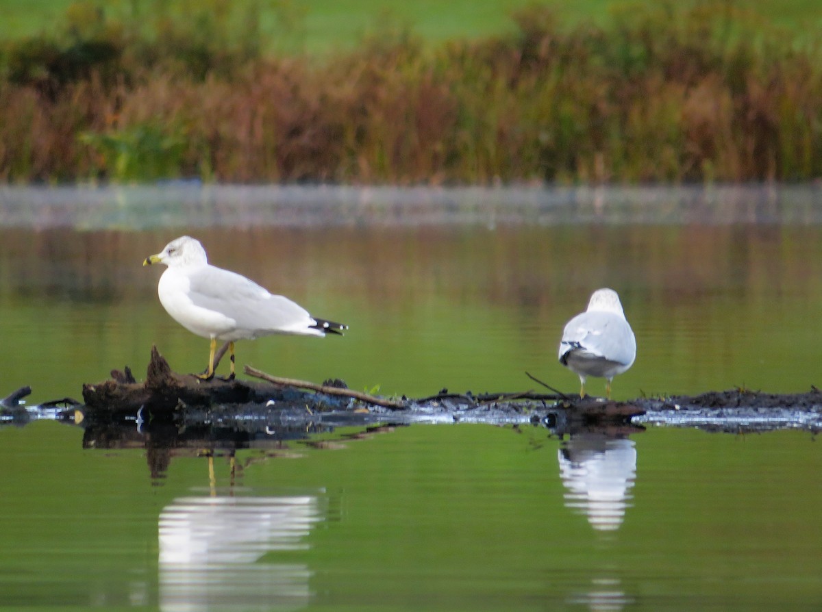 Ring-billed Gull - ML643295248