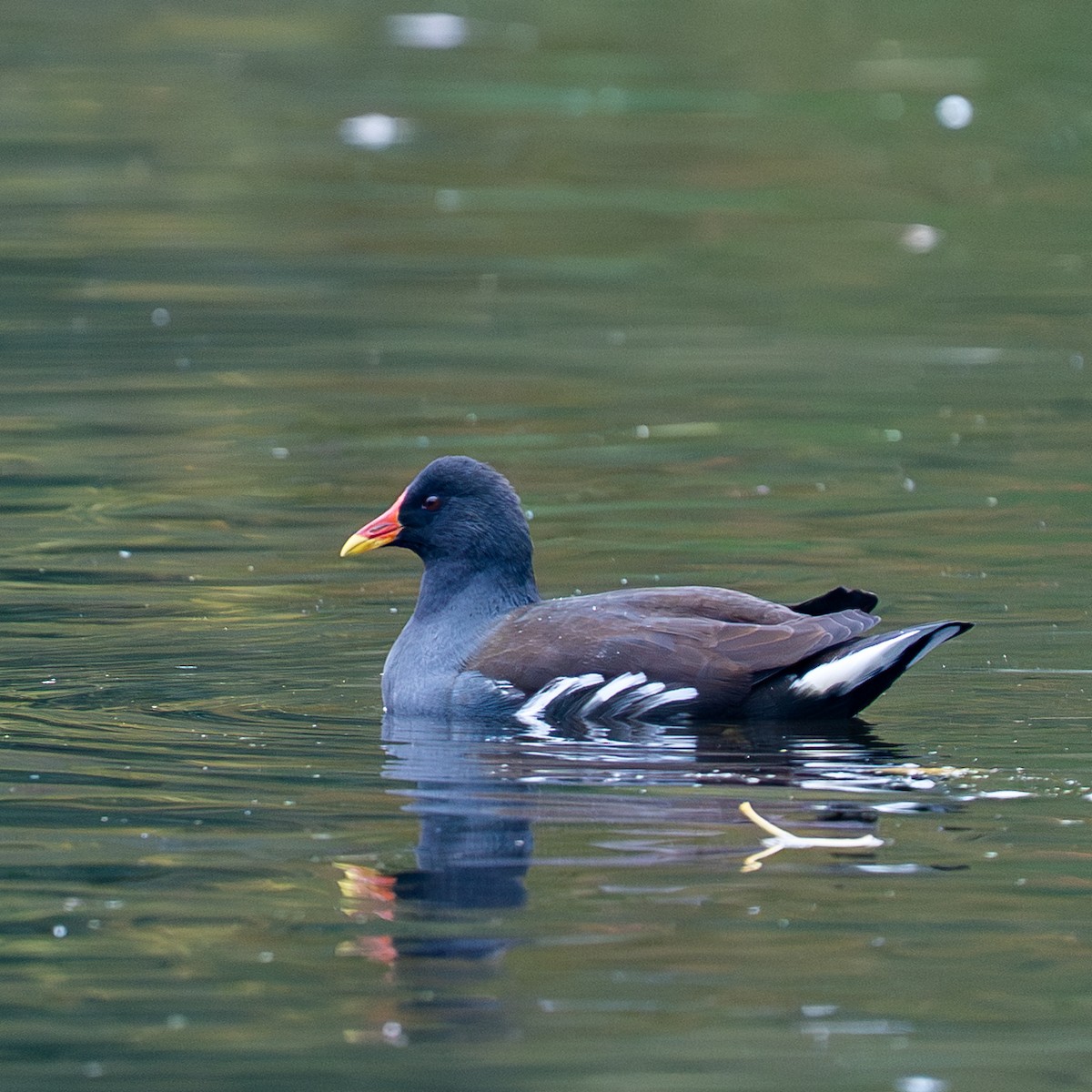 Eurasian Moorhen - ML643295249