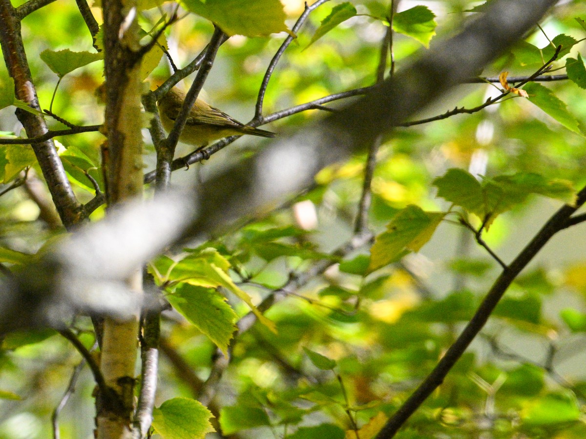 Common Chiffchaff - ML643295250