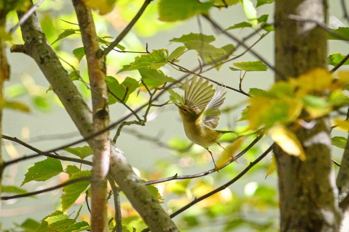 Common Chiffchaff - ML643295251