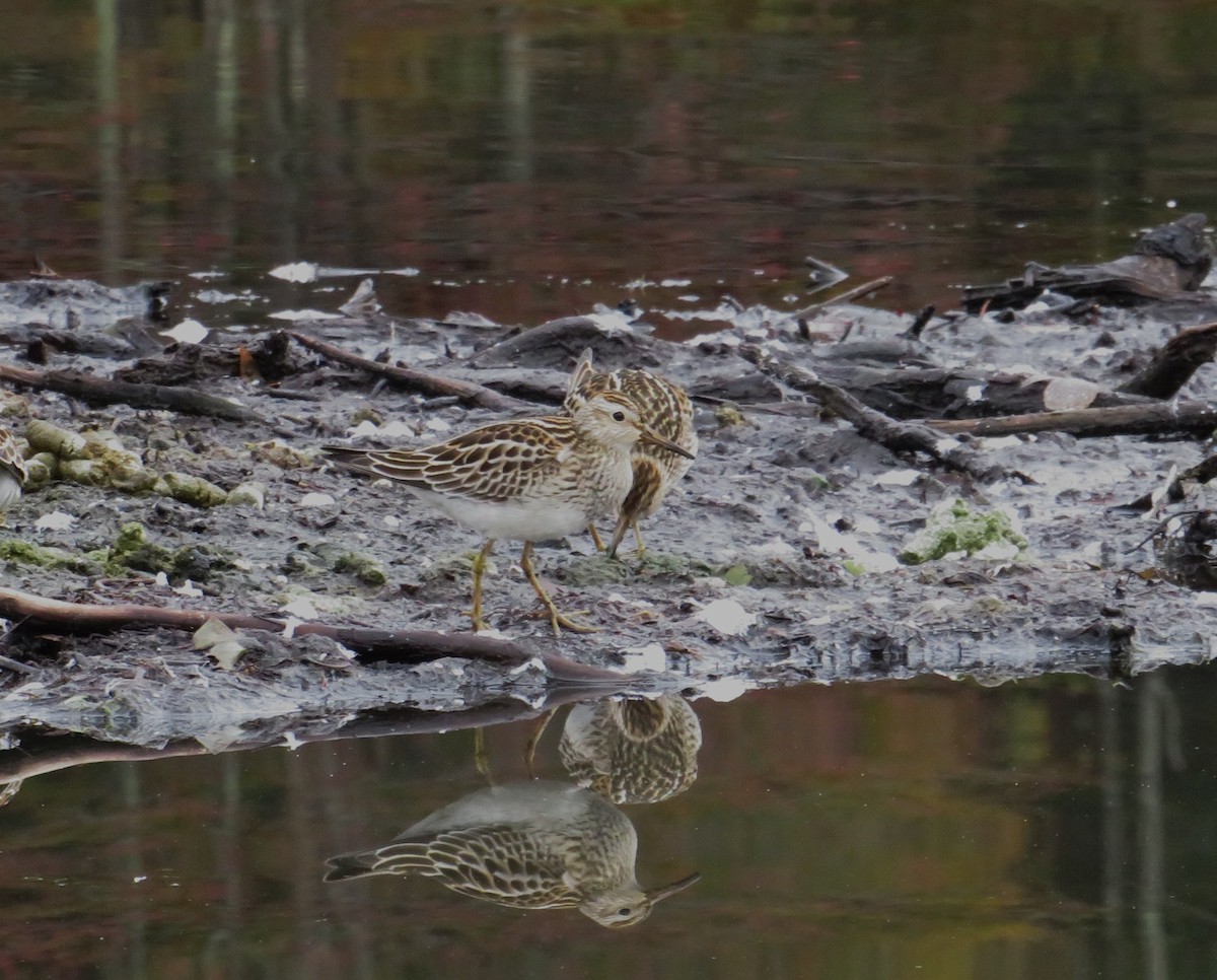 Pectoral Sandpiper - ML643295253