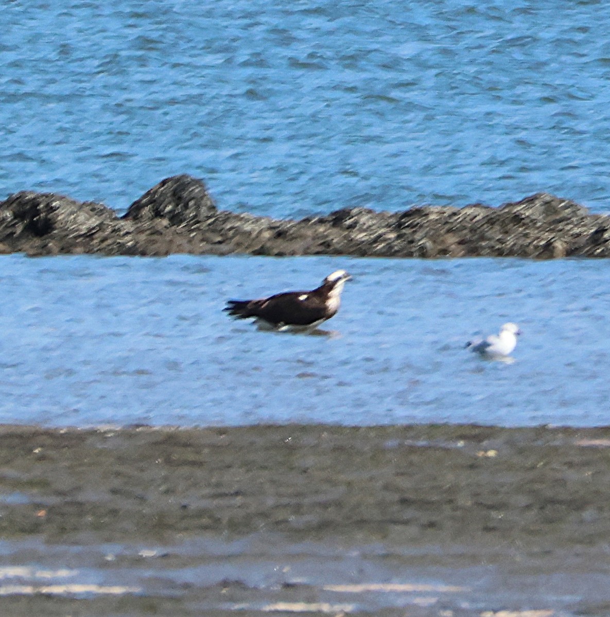 Osprey - ML643295254