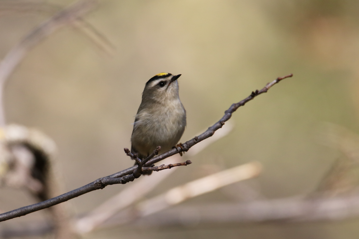 Golden-crowned Kinglet - ML643295255