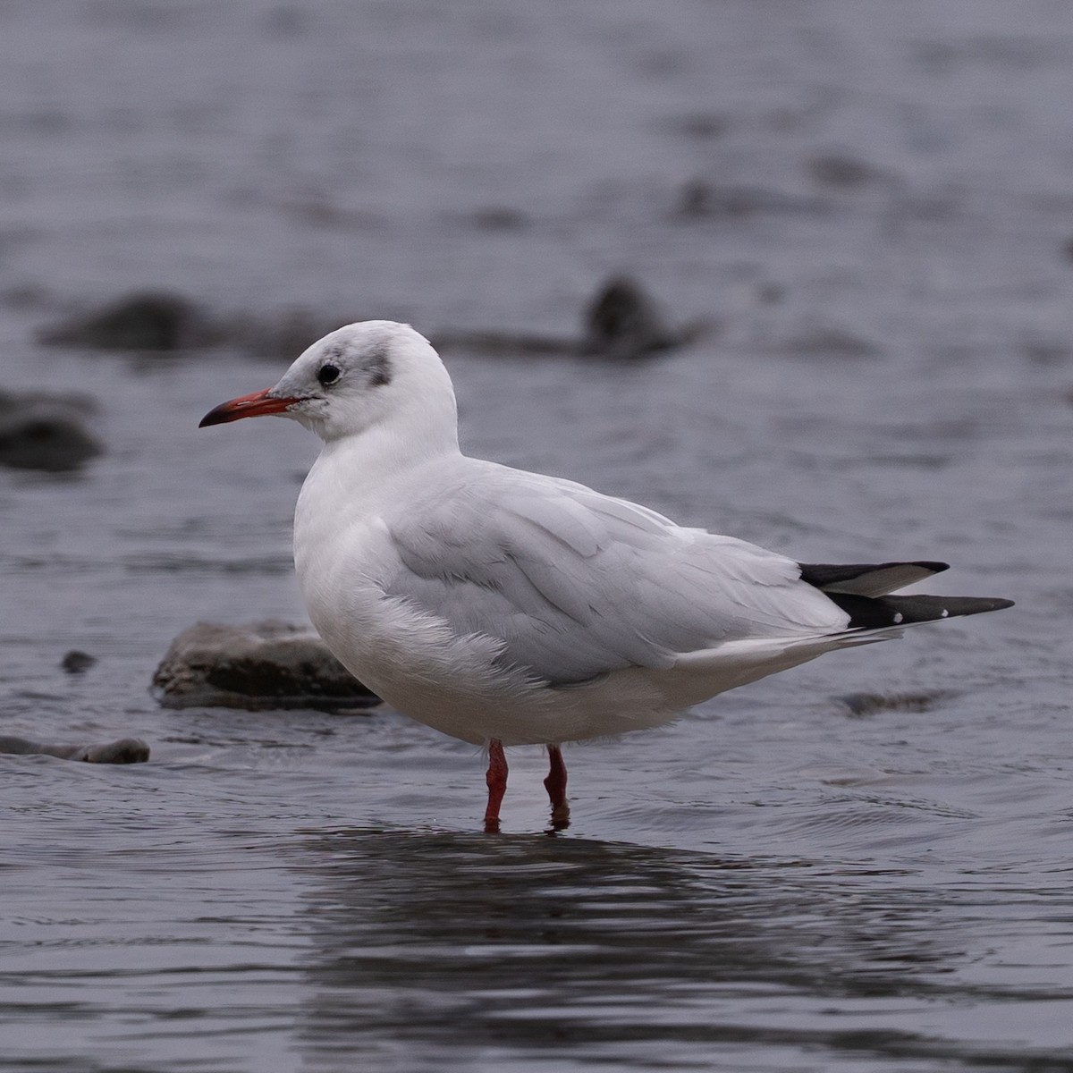 Black-headed Gull - ML643295256
