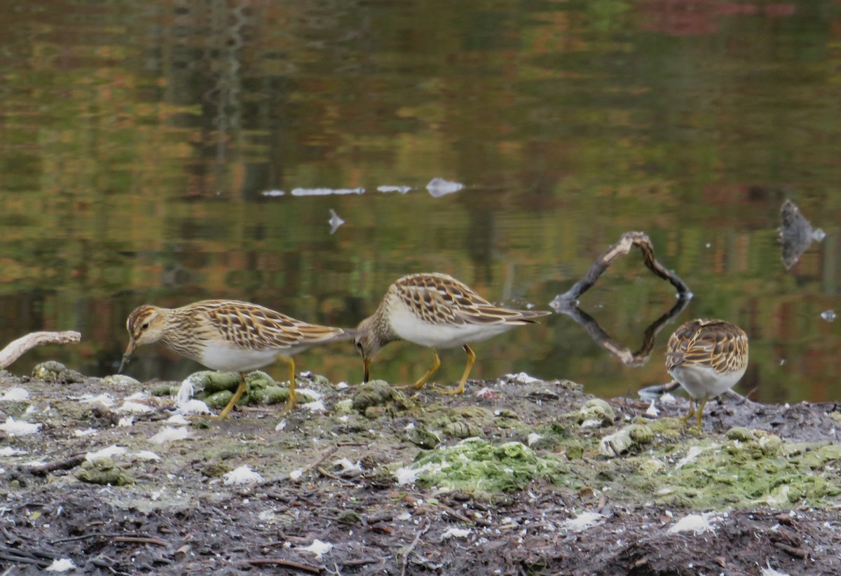 Pectoral Sandpiper - ML643295258