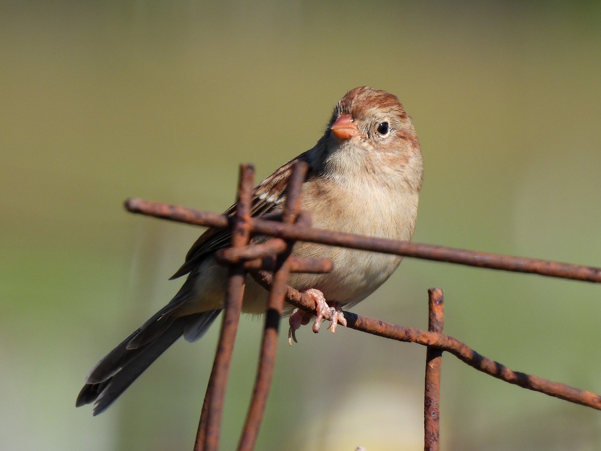 Field Sparrow - ML643295274