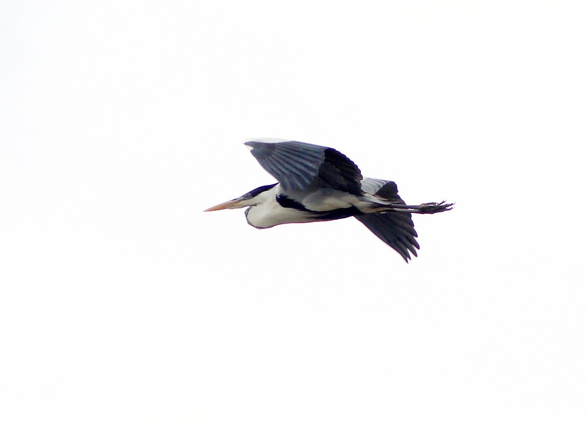 Cocoi Heron - ML643295280