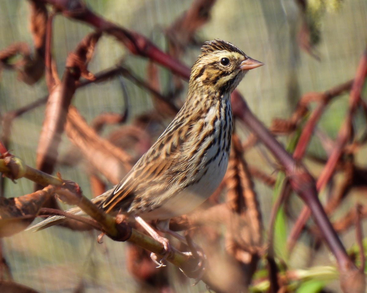Savannah Sparrow - ML643295283