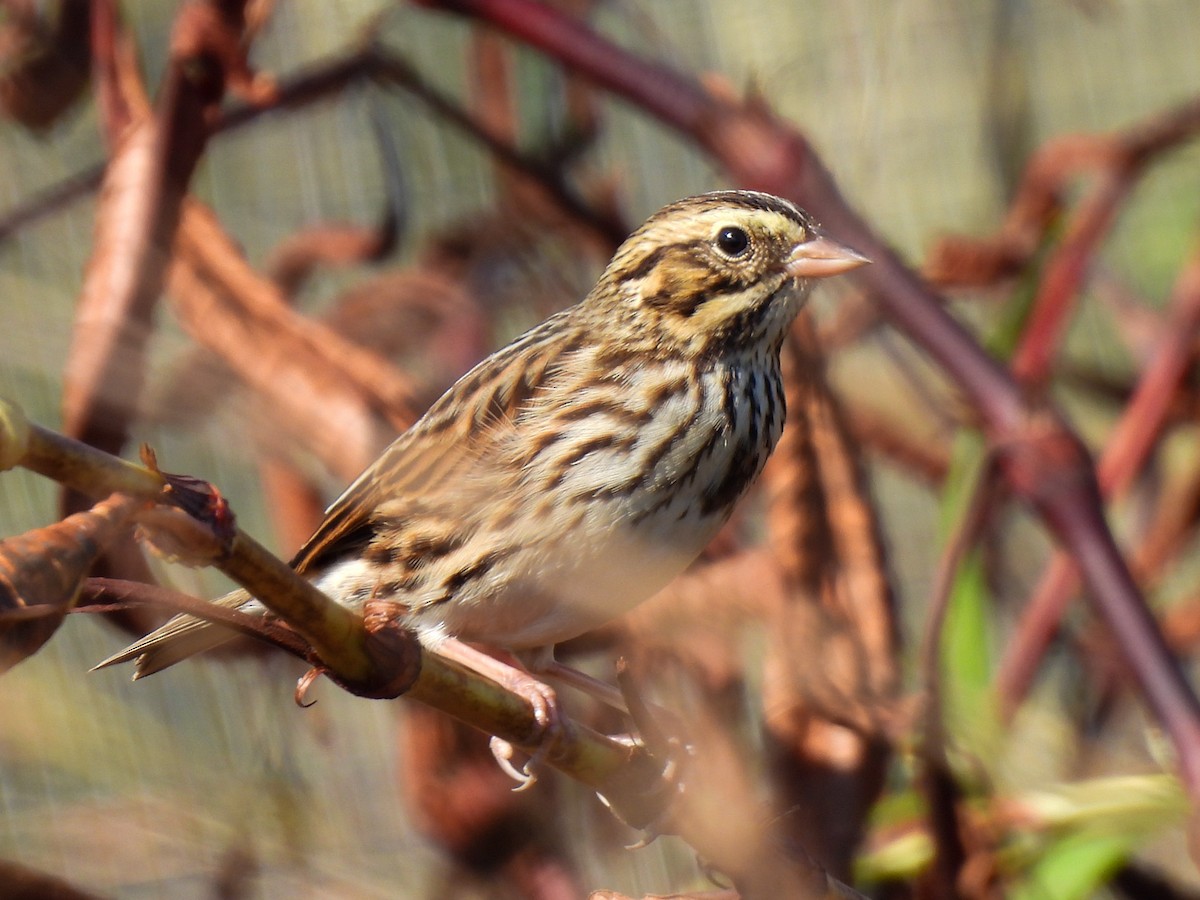 Savannah Sparrow - ML643295284
