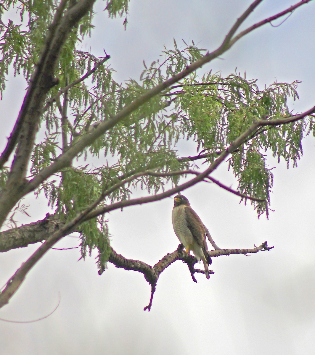 Roadside Hawk - ML643295288