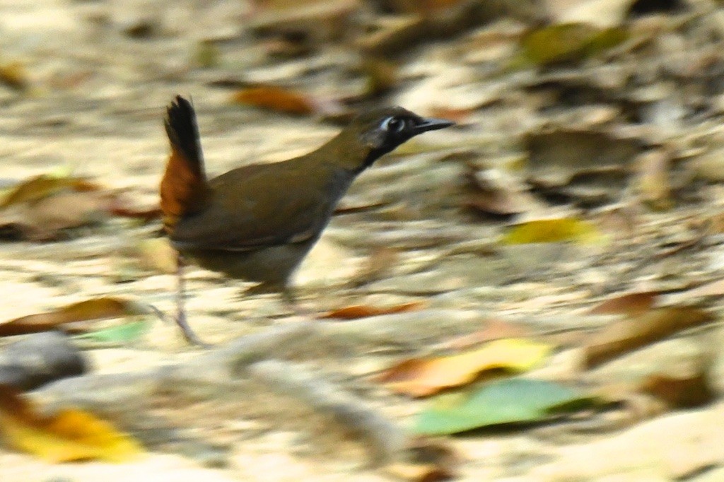 Black-faced Antthrush - ML643295295