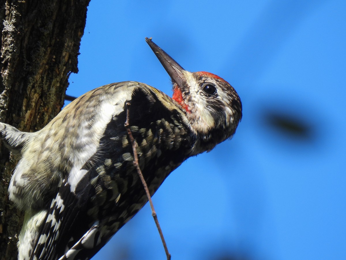 Yellow-bellied Sapsucker - ML643295307